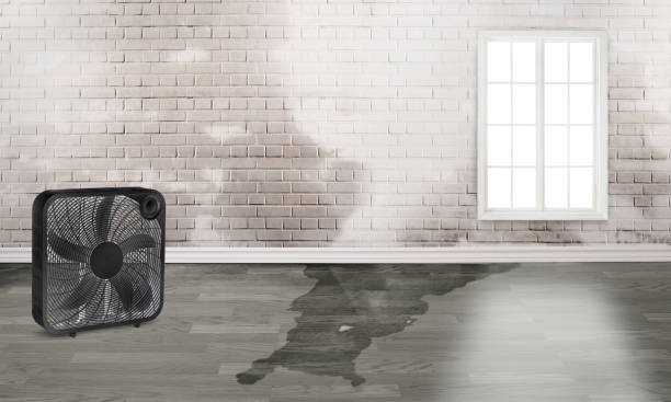Best Water damage repair service  in Elwood, IL